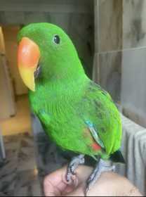 Lost Eclectus