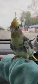 Lost Cockatiel