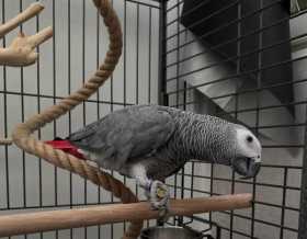Lost African Grey