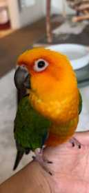 Lost Conure