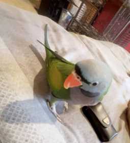 Lost Derbyan Parakeet