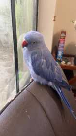Lost Indian Ringneck Parakeet