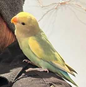 Lost Lovebird