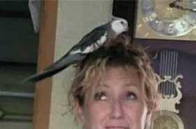 Lost Cockatiel