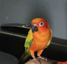 Lost Conure
