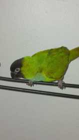Lost Conure