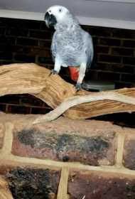 Lost African Grey