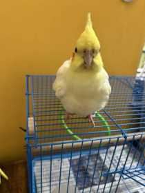 Lost Cockatiel
