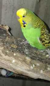 Lost Budgerigar