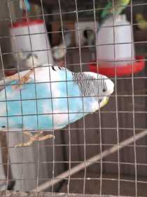 Lost Budgerigar