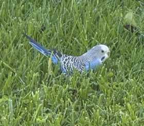 Lost Parakeet