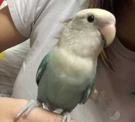 Lost Lovebird
