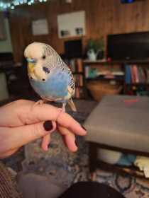 Lost Budgerigar