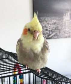 Lost Cockatiel