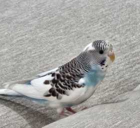 Lost Parakeet
