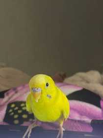 Lost Budgerigar