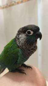 Lost Conure