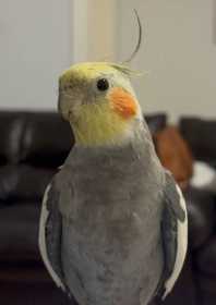 Lost Cockatiel