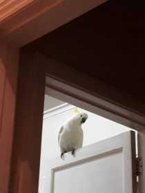 Lost Cockatoo