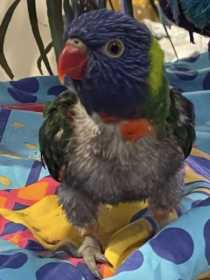 Lost Lory / Lorikeet