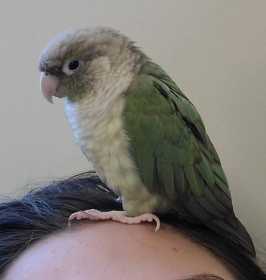 Lost Conure