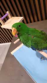Lost Eclectus