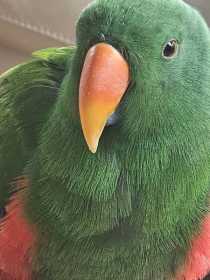 Lost Eclectus