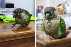 Lost Conure