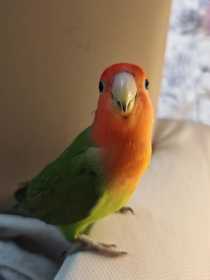 Lost Lovebird