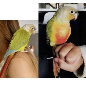 Lost Conure