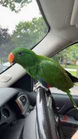 Lost Eclectus