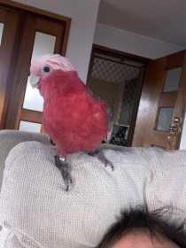 Lost Galah Cockatoo