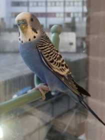 Lost Budgerigar