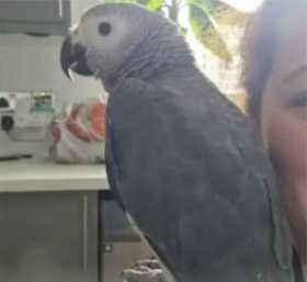Lost African Grey