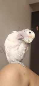 Lost Cockatoo