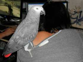 Lost African Grey