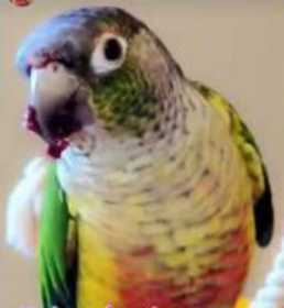 Lost Conure