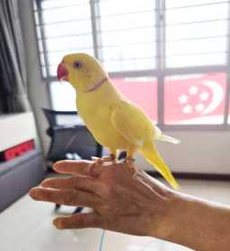 Lost Indian Ringneck Parakeet