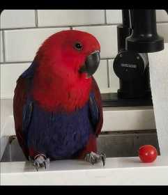 Lost Eclectus
