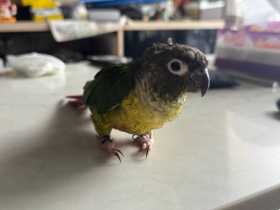 Lost Conure