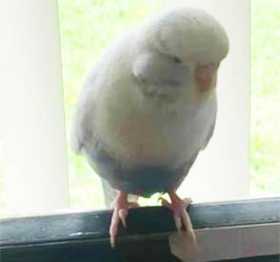 Lost Budgerigar