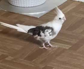 Lost Cockatiel