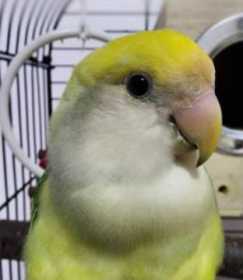 Lost Lovebird