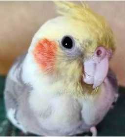 Lost Cockatiel
