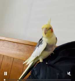 Lost Cockatiel
