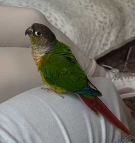 Lost Conure