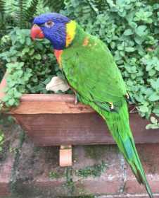 Lost Lory / Lorikeet