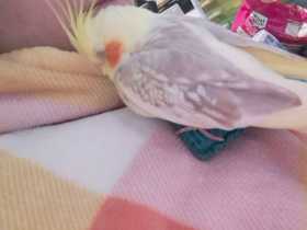 Lost Cockatiel