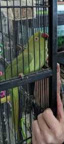Lost Indian Ringneck Parakeet