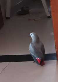 Lost African Grey
